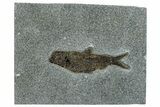 Detailed Fossil Fish (Knightia) - Wyoming #292540-1